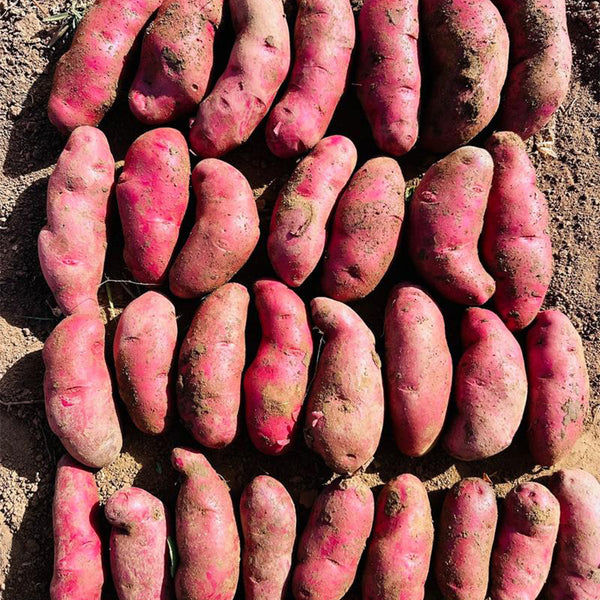 True Potato Seeds (TPS), Portly Fingerling, 4 Seeds