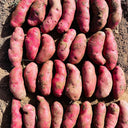 True Potato Seeds (TPS), Portly Fingerling, 4 Seeds