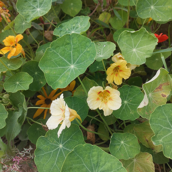 Hezhichun Yellow Nasturtium Seeds, 10g
