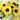 Vincent Yuzu-colored Sunflower, 10 Seeds