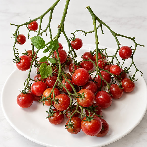 144 Dark Dwarf Multiflora Tomato, 5 Seeds