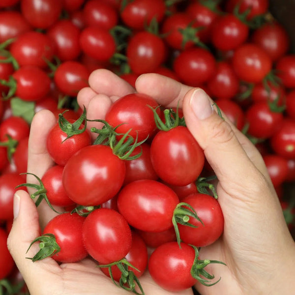 Fen Meina Cherry Tomato, 200 Seeds