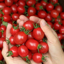 Fen Meina Cherry Tomato, 200 Seeds
