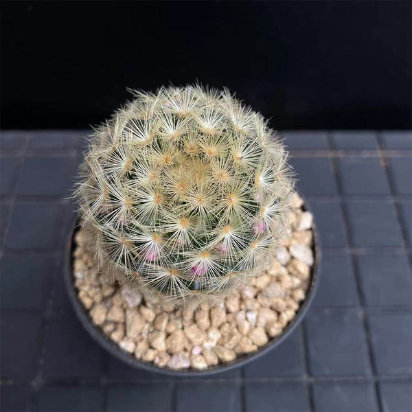 Mammillaria carmenae, 3-4cm
