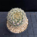 Mammillaria carmenae, 3-4cm