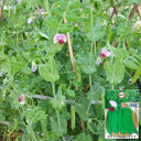 Red Flower Giant Glass Pod Pea Seeds, 30g