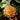 Ground Burst Golden Lotus, 30 Seeds