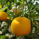 Jinxiangyu Muskmelon Seeds, 50 Seeds