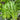 Meifeng No.1 Water Spinach Seeds, 20g