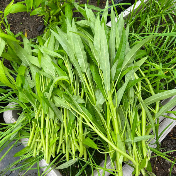 Meifeng No.1 Water Spinach Seeds, 20g