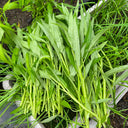 Meifeng No.1 Water Spinach Seeds, 20g