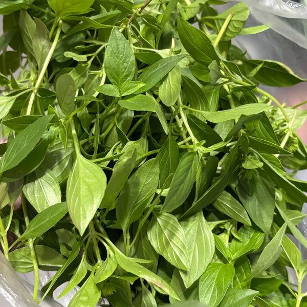 Chaozhou Jin Bu Huan Thai Basil, 500 Seeds