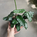 Hoya latifolia, 2 Cuttings