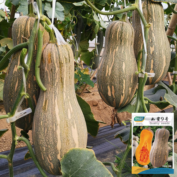 'Rumi No. 9' Pumpkin, 20 Seeds