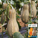 'Rumi No. 9' Pumpkin, 20 Seeds