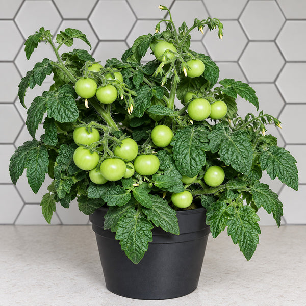 484 Micro Dwarf Pinocchio Orange Tomato, 3 Seeds