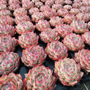 Echeveria 'Silhouette', 3pcs x 1-head