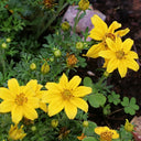 Spanish Needles, 200 Seeds