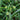 Nutgrass Seeds, 1g