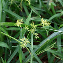 Nutgrass Seeds, 1g