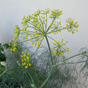ANE02 Dill, 100 Seeds