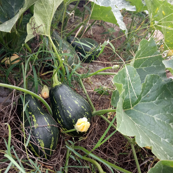Fragrant Taro Pumpkin Seeds, 10 Seeds