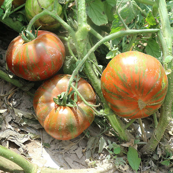Siegel's Dark Striped Tomato, 20 Seeds