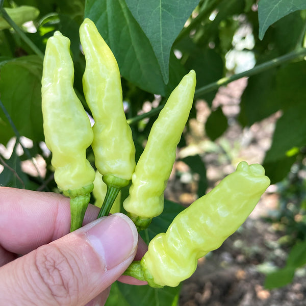 W1361 Extra-Hot Chinese Pickling Pepper, 50 Seeds