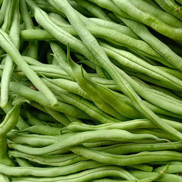 Stringless Snap Bean King Seeds, 5 × 10g Bags