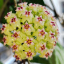 Hoya UT-033, 5 Cuttings