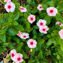 Pink Madagascar Periwinkle Seeds, 100 Seeds