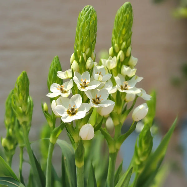 U2219 White Star of Bethlehem Bulbs, 0.3-0.4 in (0.8-1 cm), 10 Bulbs