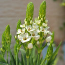 U2219 White Star of Bethlehem Bulbs, 0.3-0.4 in (0.8-1 cm), 10 Bulbs