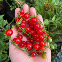 Red Currant Tomato Seeds, 10 Seeds