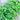 Feizai Pumpkin Shoot Seeds, 20g
