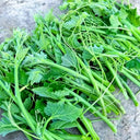 Feizai Pumpkin Shoot Seeds, 20g