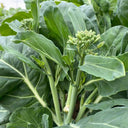 Yibao Japanese Mustard Greens Seeds, 10g
