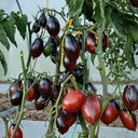 780 Dwarf Tai Chi Tomato, 5 Seeds