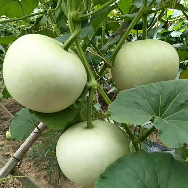 Big Apple Gourd, 5 Seeds