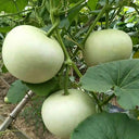 Big Apple Gourd, 5 Seeds