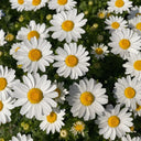 White Crystal Daisy Seeds, 1 Gram ≈ 1600 Seeds