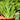 Jiemei Pak Choi Flowering Stem Seeds, 10g