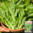 Jiemei Pak Choi Flowering Stem Seeds, 10g
