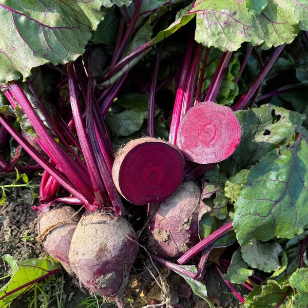 Dutch Red Beetroot Seeds, 2g