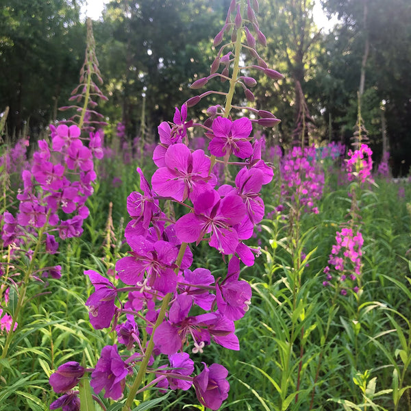 fireweed Seeds, 50 Seeds