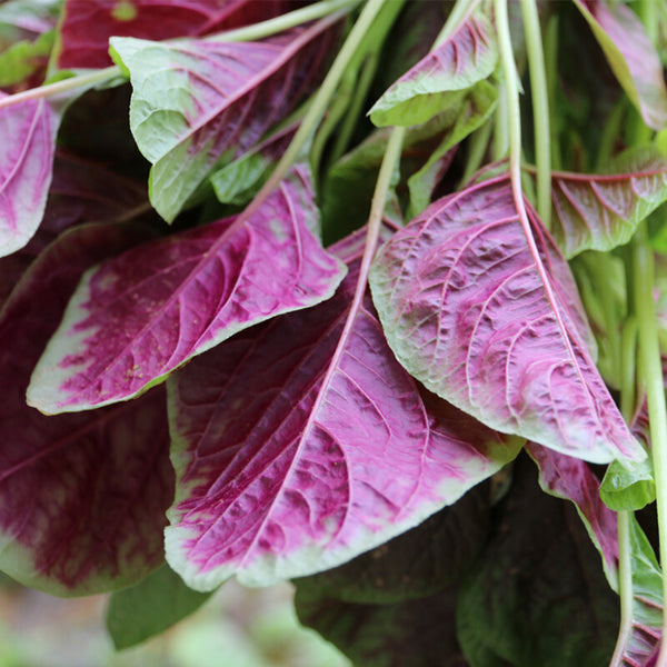 Pointed-Leaf Red Amaranth Seeds, 10g