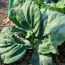 Heat-Tolerant Round-Leaf Chinese Kale Seeds, 20g