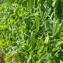 White Flower Double Pod Snow Pea, 50 Seeds