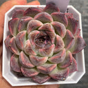 Echeveria cv. 'Purple Fairy'‌, 3pcs x 1-head
