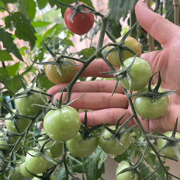 'Eden No. 2' Tomato Seeds, 5 Seeds
